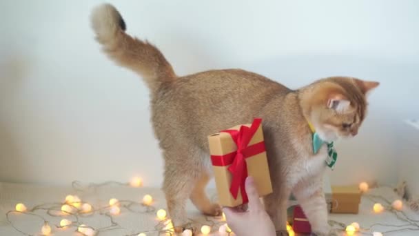 Βρετανική Γάτα Φορούν Πράσινη Γραβάτα Κάθονται Στο Τραπέζι Χριστουγεννιάτικο Δέντρο — Αρχείο Βίντεο