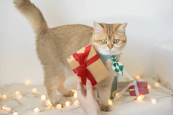 hand of owner give the gift box to her scottish cat for new year festival