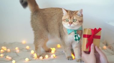 Ağır çekimde İngiliz kedisi yeşil kravat takar Noel ağacı hediye kutusuyla masaya oturur. 