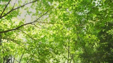 Tropikal ormanda ağaç ve güneş ışığı ile doğada yavaş çekim yolculuğu 