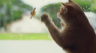 İngiliz kedisi mutlu ve yağmur damlası ve camda yürüyen salyangozla oynuyor