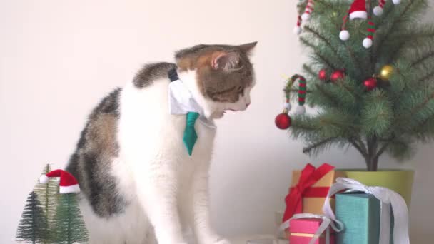 Powolny Ruch Scottish Tabby Kot Nosić Zielony Krawat Siedzieć Stole — Wideo stockowe