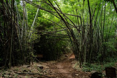 Tropikal ormanda ağaç ve güneş ışığı ile doğada seyahat etmek
