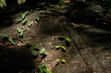 Tropikal ormanda ağaç ve güneş ışığı ile doğada seyahat etmek
