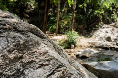 Tropikal ormanda ağaç ve güneş ışığı ile doğada seyahat etmek