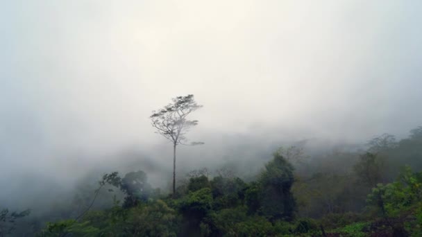 熱帯雨林と山の背景を背景とした降雨時の風景と自然のコンセプト — ストック動画