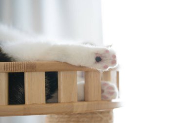 Kedi bakım konsepti İskoç kedisiyle Kedi Evi 'nde uyur