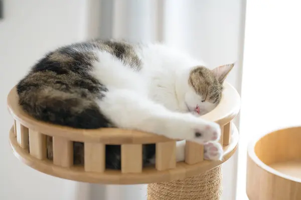 cat care concept with scottish cat sleep in cat house