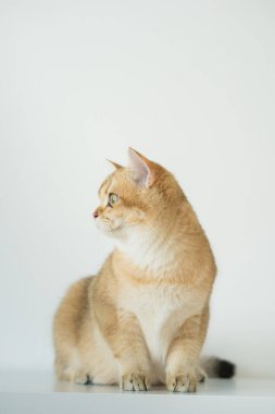 Beyaz arka planda altın rengi İngiliz kedi yavrusu