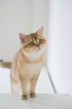 Beyaz arka planda altın rengi İngiliz kedi yavrusu