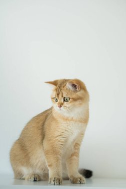 Beyaz arka planda altın rengi İngiliz kedi yavrusu