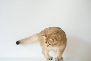 Beyaz arka planda altın rengi İngiliz kedi yavrusu