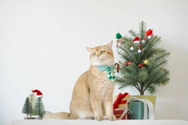 İngiliz kedisi yeşil kravat takar beyaz masaya oturur Noel ağacı hediye kutusu ve süsleme arka planıyla