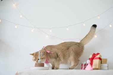Altın rengi İngiliz kediyle uluslararası kedi günü konsepti. Doğum günü partisi dekorasyonu geçmişi olan bir masada yemek yiyor.