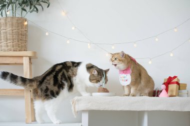 Uluslararası kedi günü konsepti. İki kedi masada yemek yiyor. Doğum günü partisi dekorasyonu geçmişi var.