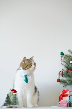 İskoç kedisi yeşil kravat takar Noel ağacı, hediye kutusu ve süsleme arka planıyla beyaz masaya oturur.