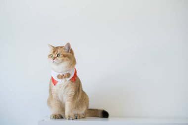 İngiliz kedisiyle Çin 'in yeni yıl konsepti beyaz arka planlı kırmızı geleneksel Çin giysileri giyer