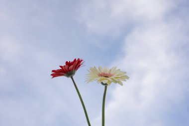 Gerbera çiçeği ve bulutlu gökyüzü arkaplanlı doğa ve manzara kavramı