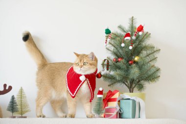 İngiliz kedisi yeşil kravat takar beyaz masaya oturur Noel ağacı hediye kutusu ve süsleme arka planıyla