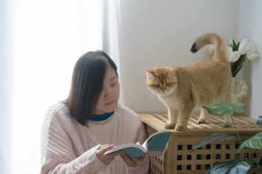 Asyalı kadınla kedi bakımı konsepti kitap okumak ve altın rengi İngiliz kedisiyle evde oynamak