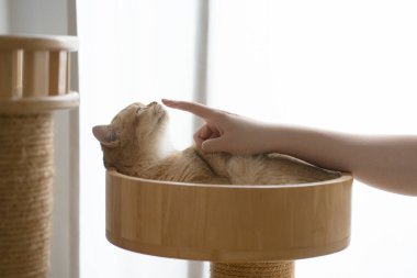 Altın kediyle kedi bakımı konsepti Sahip parmağıyla oynarken İngiliz kedisi