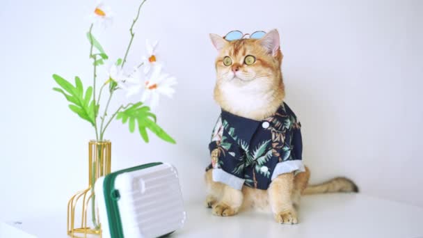 Британская Кошка Носить Летний Костюм Солнцезащитные Очки Сидеть Белом Столе — стоковое видео