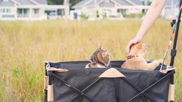 Nsanlar Kedi Ile Evcil Hayvan Etkinliği Kavramı Gün Batımında Sepetin — Stok video