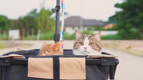 Människor Och Husdjur Aktivitet Koncept Med Katt Glad Och Rolig — Stockvideo