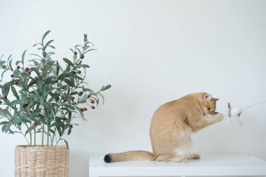 Altın rengi İngiliz kedi yavrusu oturma odasında durup eğleniyor.