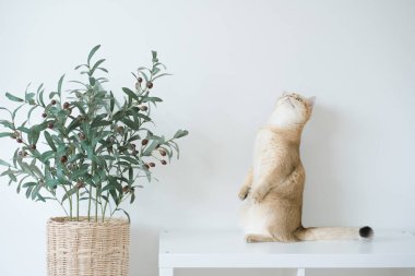 Altın rengi İngiliz kedi yavrusu oturma odasında durup eğleniyor.