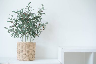 Oturma odasında zeytin ağacı olan iç dekorasyon konsepti
