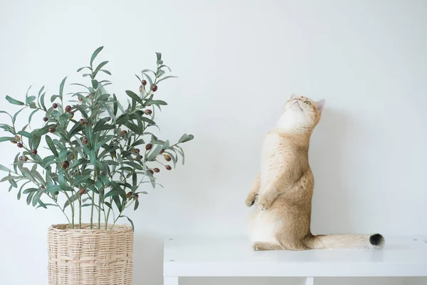 Altın rengi İngiliz kedi yavrusu oturma odasında durup eğleniyor.