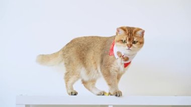 Ingiliz kedisi ile insanlar ve hayvan aktivitesi konsepti geleneksel Çin giysisi giyer ve sahibinden altın alır.