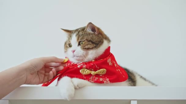 Persone Pet Concetto Attività Con Gatto Scozzese Indossare Panno Tradizionale — Video Stock