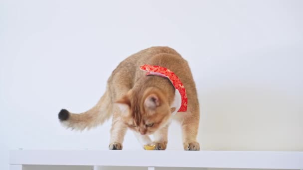 Люди Животных Концепции Деятельности Британской Кошки Носить Китайскую Традиционную Ткань — стоковое видео