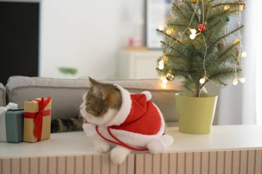 İskoç kedisi üzerinde Noel ağacı ve hediye kutusu olan Noel elbisesi giyer oturma odasında.