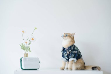 Altın rengi İngiliz kedisiyle yaz ve yeni yıl seyahati kavramı plaj tişörtü ve beyaz izole arka planda güneş gözlüğü takıyor