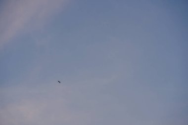 Doğa ve manzara kavramı ile kuş ve alacakaranlık arkaplanı sabah