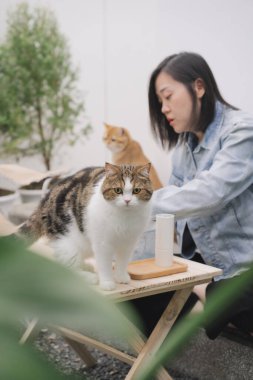 İnsanlar Asyalı bir kadınla aktivite kavramına sahipler. Kedisiyle birlikte evde kahve içip damlamak istiyorlar.