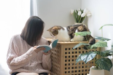 Asyalı kadınla kedi bakımı konsepti kitap okumak ve evde İskoç tekir kedisiyle oynamak