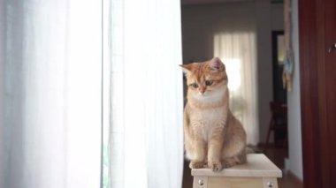İnsanlar ve kedi ile evcil hayvan aktivitesi konsepti mutludur ve oturma odasında sandalyeye otururlar.
