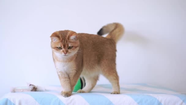 Ludzie Domowych Koncepcji Aktywności Kotem Szczęśliwy Grać Piłkę Stole Salonie — Wideo stockowe