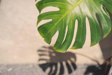 Yerdeki gölgeli ve güneşli canavar yaprağıyla doğa ve manzara kavramı