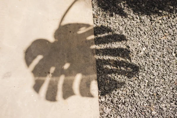 nature and landscape concept with shadow of monstera on the floor