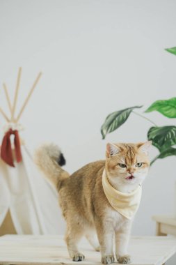 İngiliz kedisi ile kedi konsepti kamp masasında, tropikal ağaçlarla ve beyaz arka planla oynuyor.