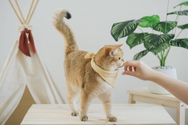 İngiliz kedisi ile kedi konsepti kamp masasında, tropikal ağaçlarla ve beyaz arka planla oynuyor.