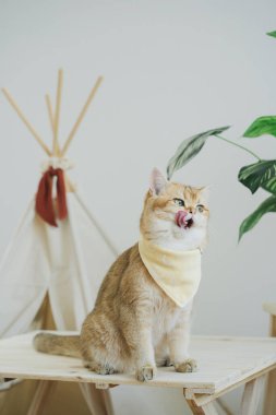 İngiliz kedisi ile kedi konsepti kamp masasında, tropikal ağaçlarla ve beyaz arka planla oynuyor.