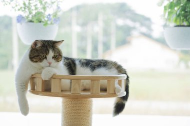 İskoç kedisi ile kedi konsepti ile mutlu. Tropikal ağaç arka planlı kedi evinde rahatla.