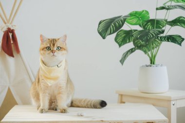 İngiliz kedisi ile kedi konsepti kamp masasında, tropikal ağaçlarla ve beyaz arka planla oynuyor.