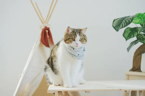 happy with cat concept with scottish cat play on camping table with camp and tropical tree and white background